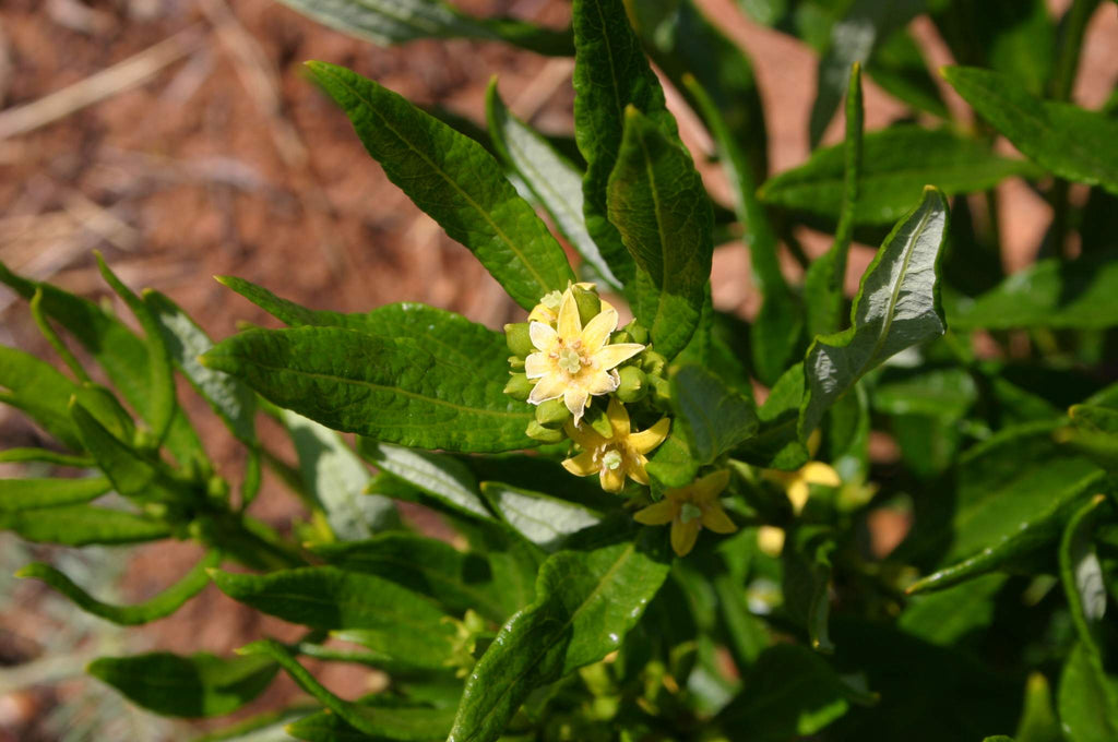 Fadogia Agrestis; A potential libido and testosterone enhancing herb to compliment Tongkat Ali
