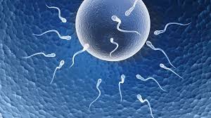 Male infertility, here is how nature's pharmacy can help!